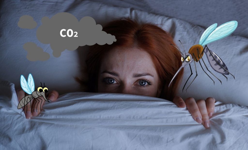 Femme caché sous sa couette, deux moustiques volent autour et sentent le CO2