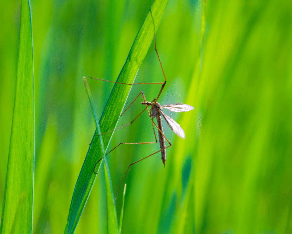 moustique dans un champ