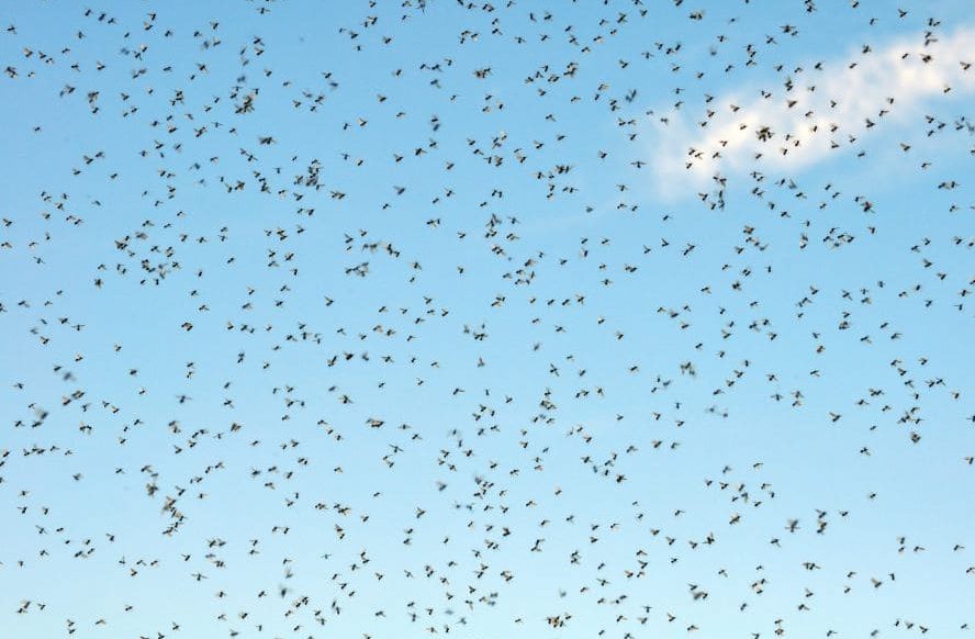 Invasion de moustiques dans le ciel