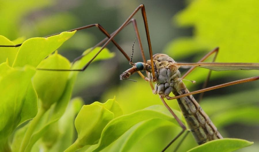 Photographie d'un moustique en gros plan