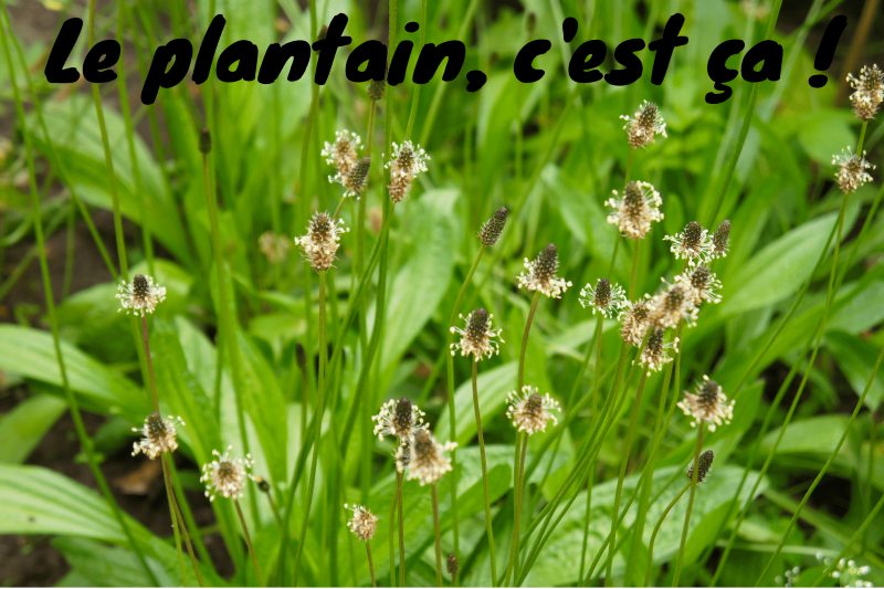 Champ de plantain